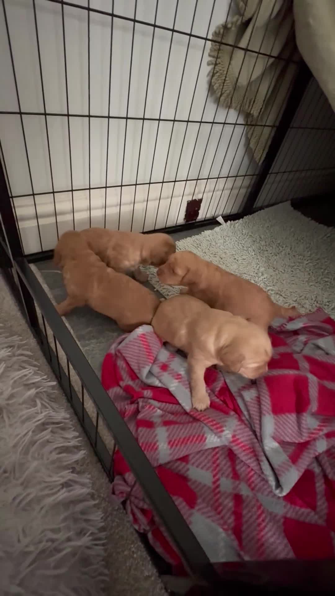 Cockapoo dogs for sale: F1B Cockerpoo puppies looking for new homes - Video 1