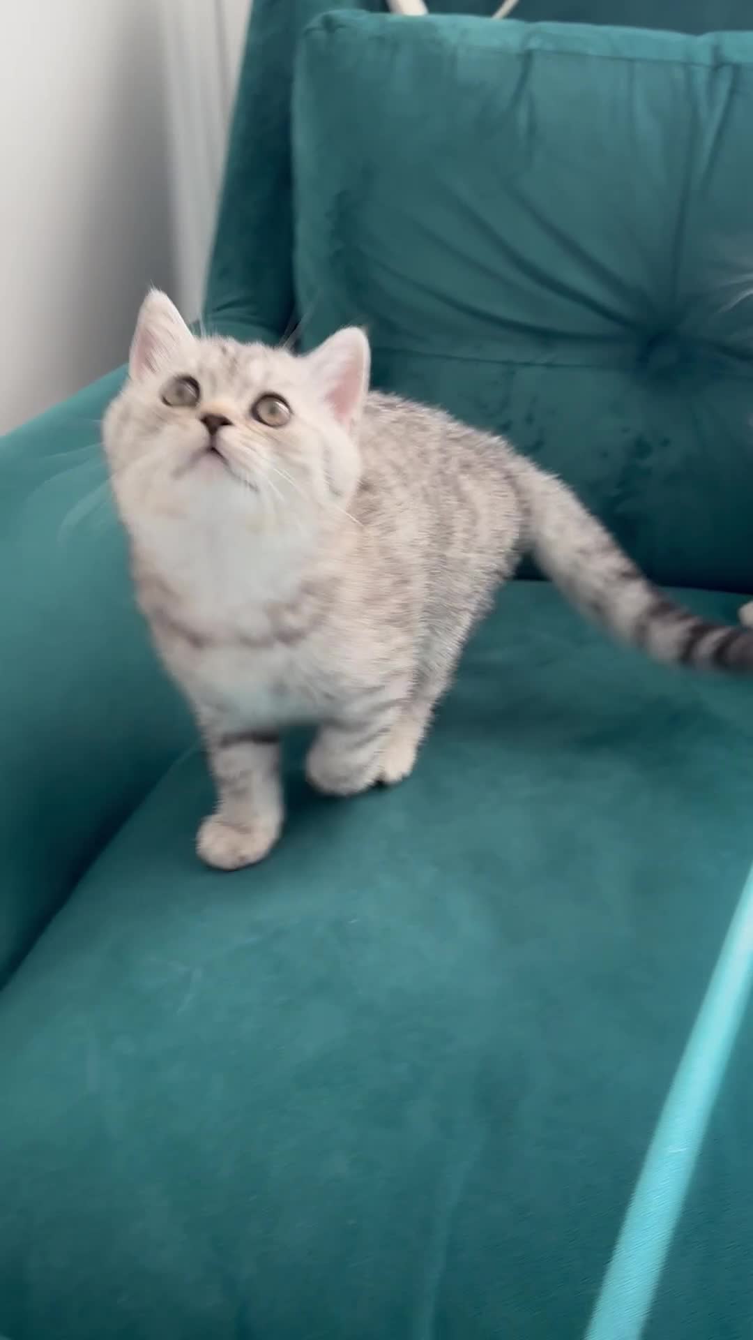 British Shorthair cats for sale: 😻Beautiful BSH Active GCF Kittens🌈 Ready Now! - Video 4