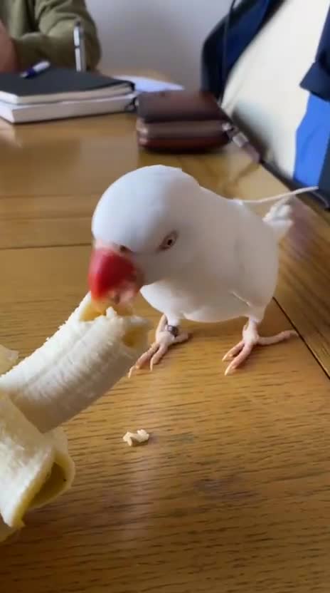 Ringnecks birds for sale: Ring neck  - Video 5