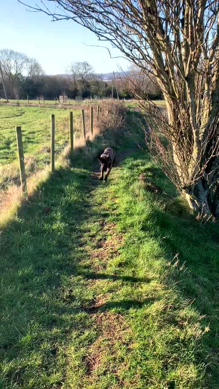 Cane Corso dogs for sale: Cane corso - Video 2