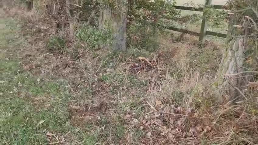 Labrador Retriever dogs for stud: Dark Fox Red Labrador Stud Dog - Video 1