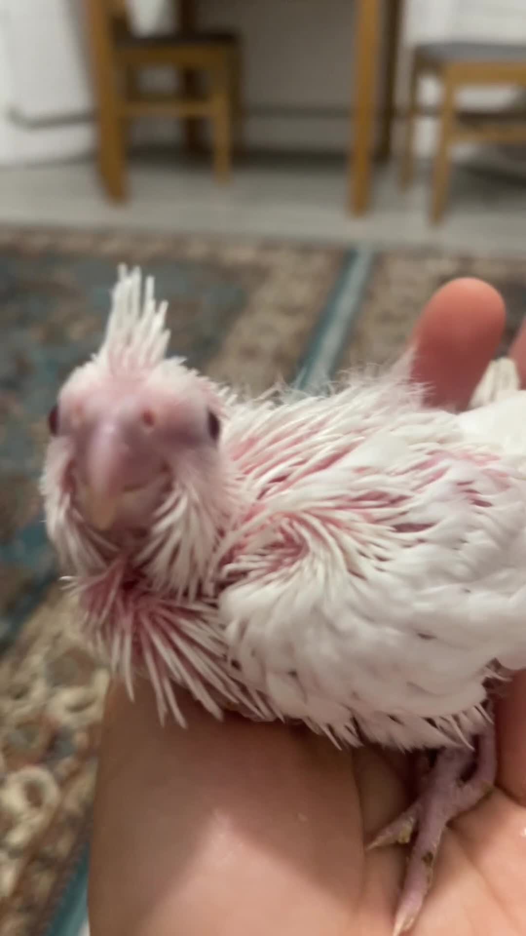 Cockatiels birds for sale: Hand reared fully tamed cocktails  - Video 2