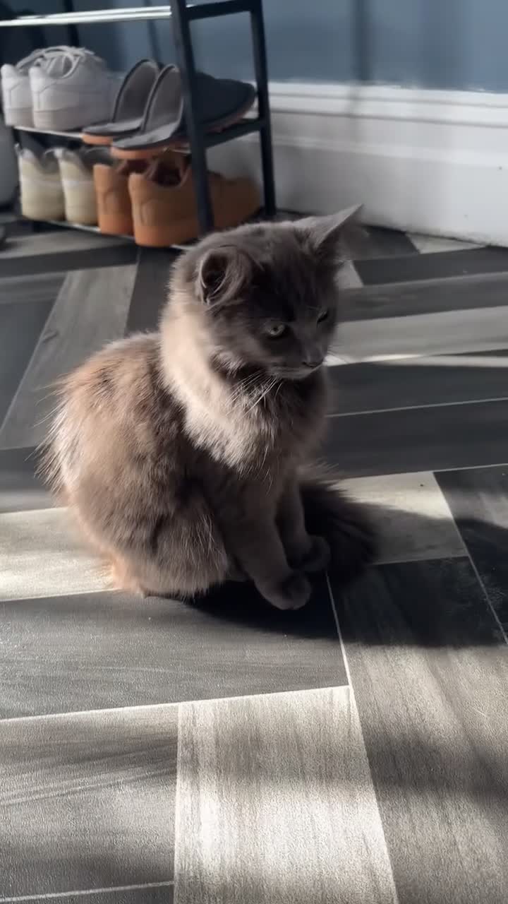 Mixed Breed cats for sale: Nebelung kitten for sale  - Video 1