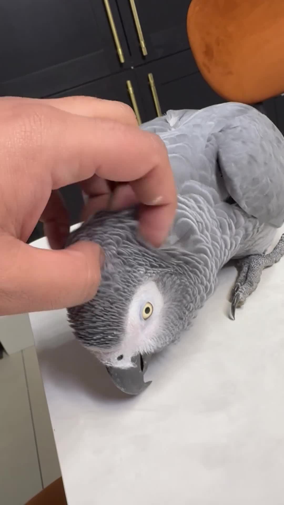 Parrots birds for sale: Tame&talking African grey parrot  - Video 1