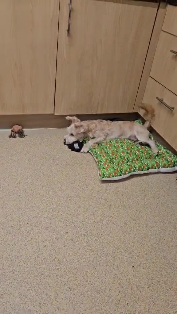 Yorkshire Terrier dogs for sale: 💙 DNA TESTED 💙 Blonde merle (cryptic) boy - Video 2