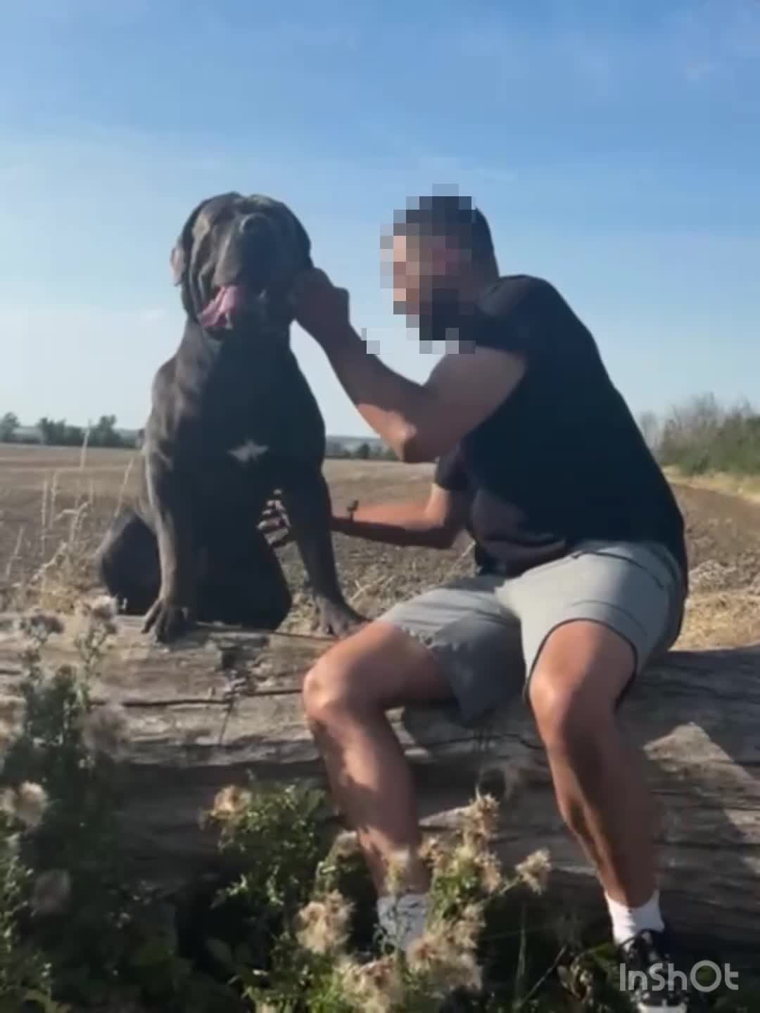 Cane Corso dogs for stud: Baloo  - Video 3
