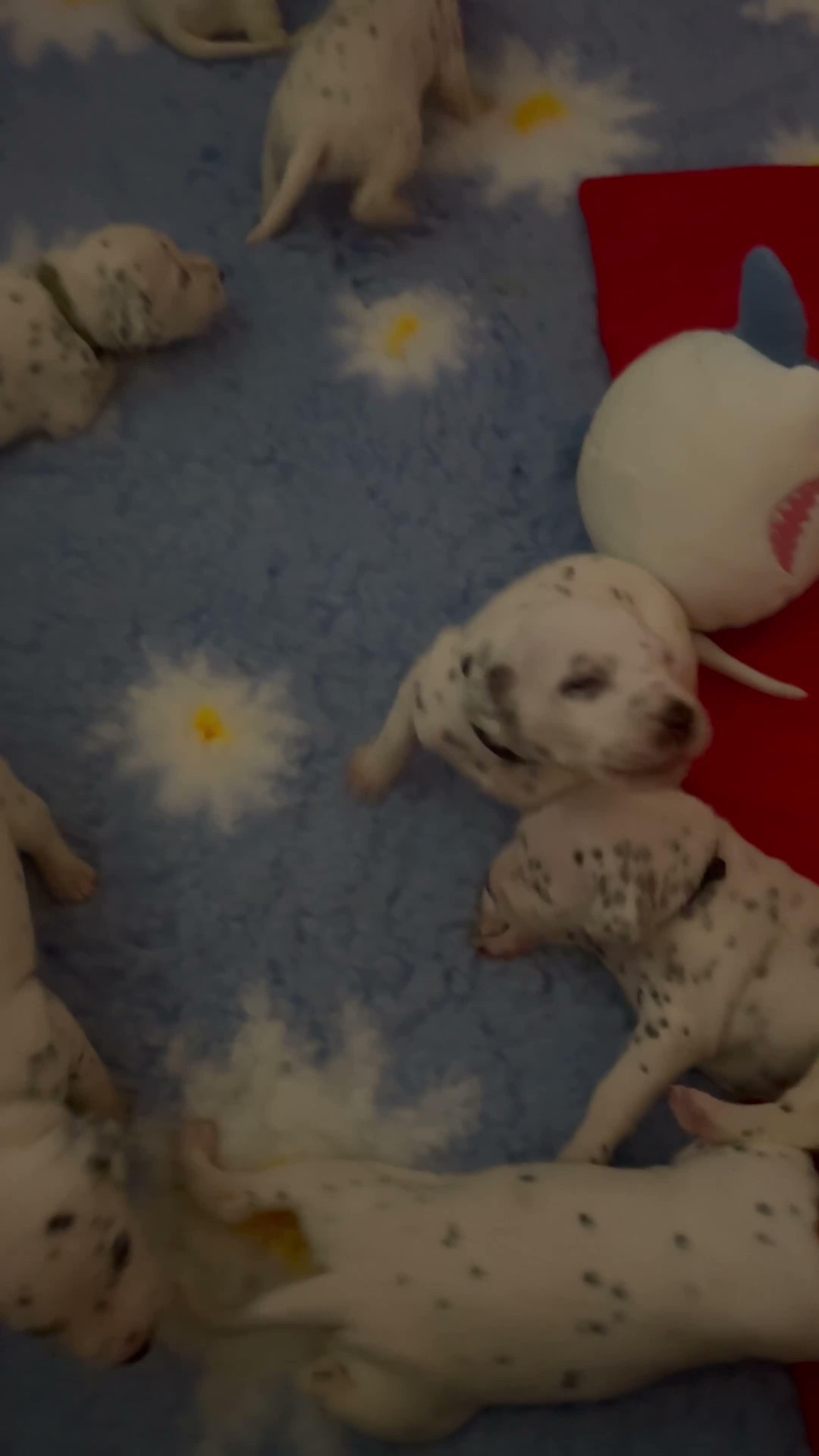 Dalmatian dogs for sale: Eagerly Awaited Litter Now Here 💫 - Video 1