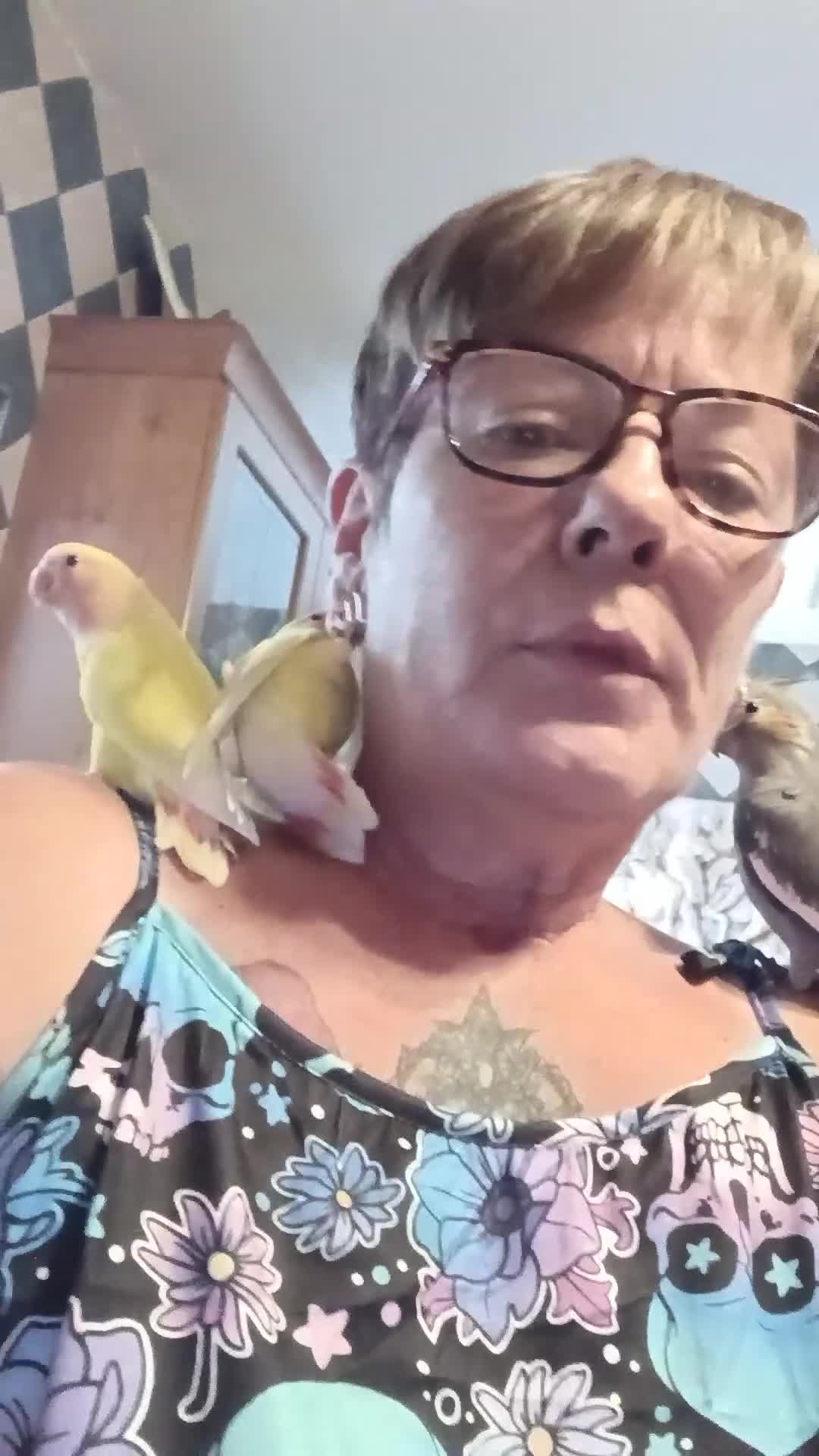 Cockatiels birds for sale: Beautiful hand reared Cockatiel chick  in Croydon - Video 1