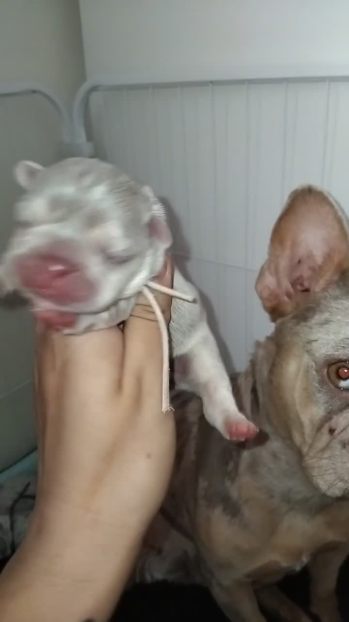 French Bulldog dogs for sale: 🐾 French Bulldogs Isabella Merle & New Shade 🐾 in Droitwich - Video 1