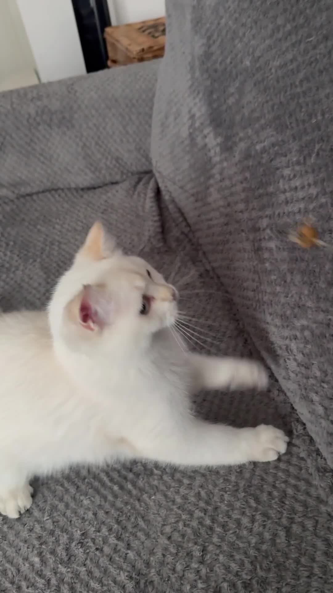 Scottish Fold cats for sale: Scottish Straight Chinchilla male  - Video 3