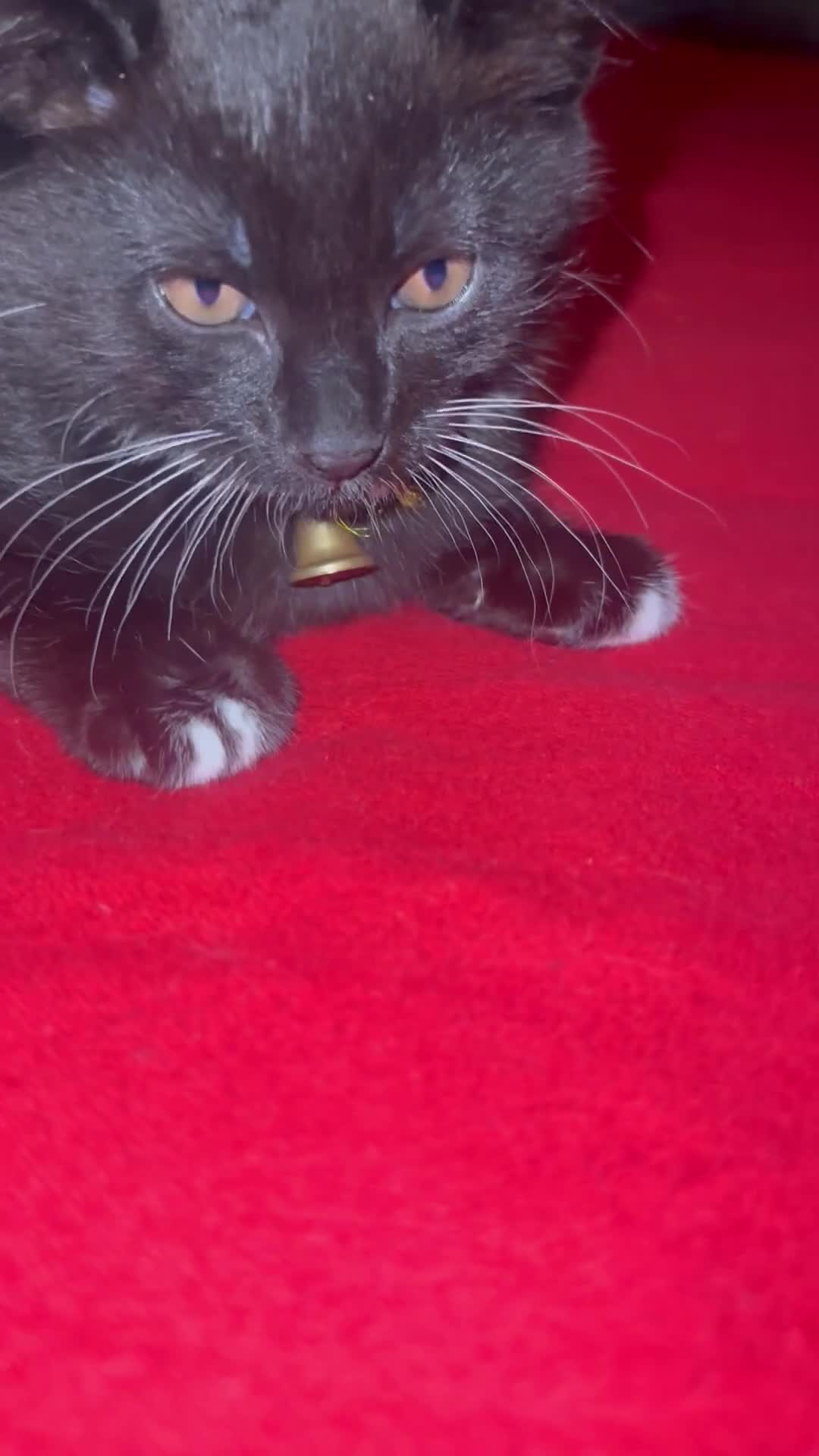 Mixed Breed cats for sale: Black and white kittens! - Video 1