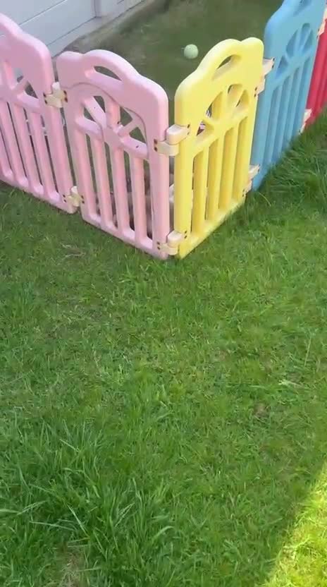 Miniature Dachshund dogs for sale: ♥️ long haired mini daxi ♥️ - Video 1