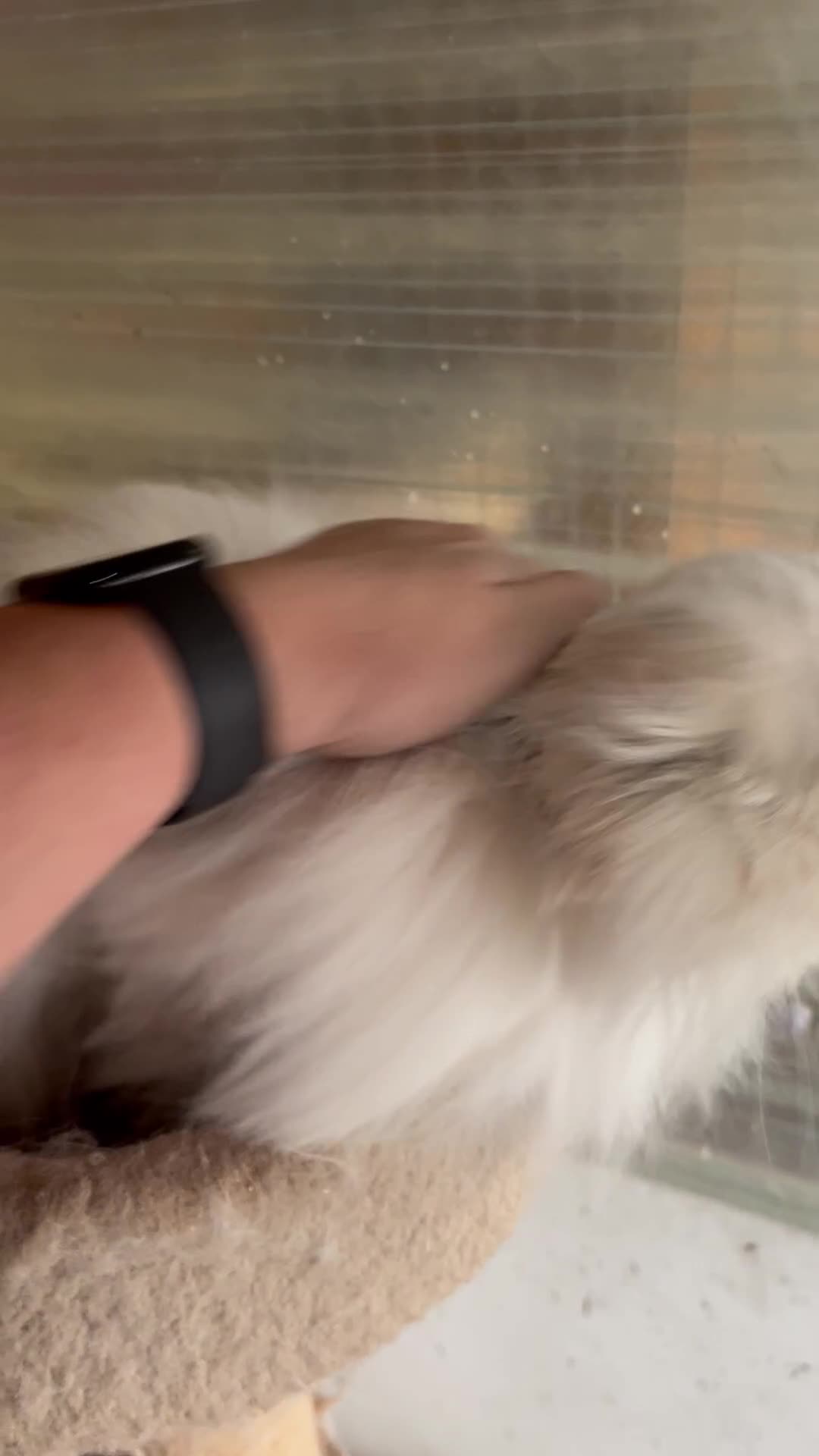 British Longhair cats for sale: Adult female British Longhair - Video 1