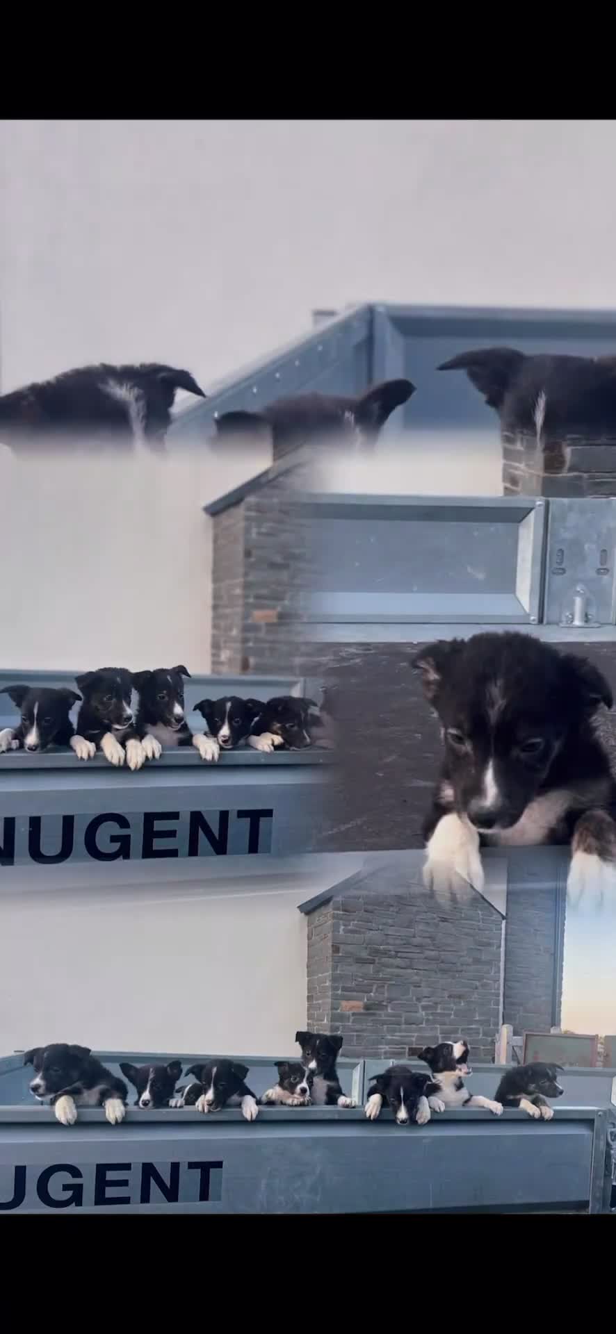 Border Collie dogs for sale: Border Collie Pups for sale  - Video 1