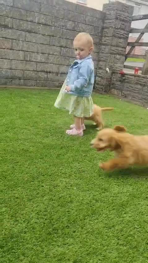 Cockapoo dogs for sale: Health tested puppies  - Video 1