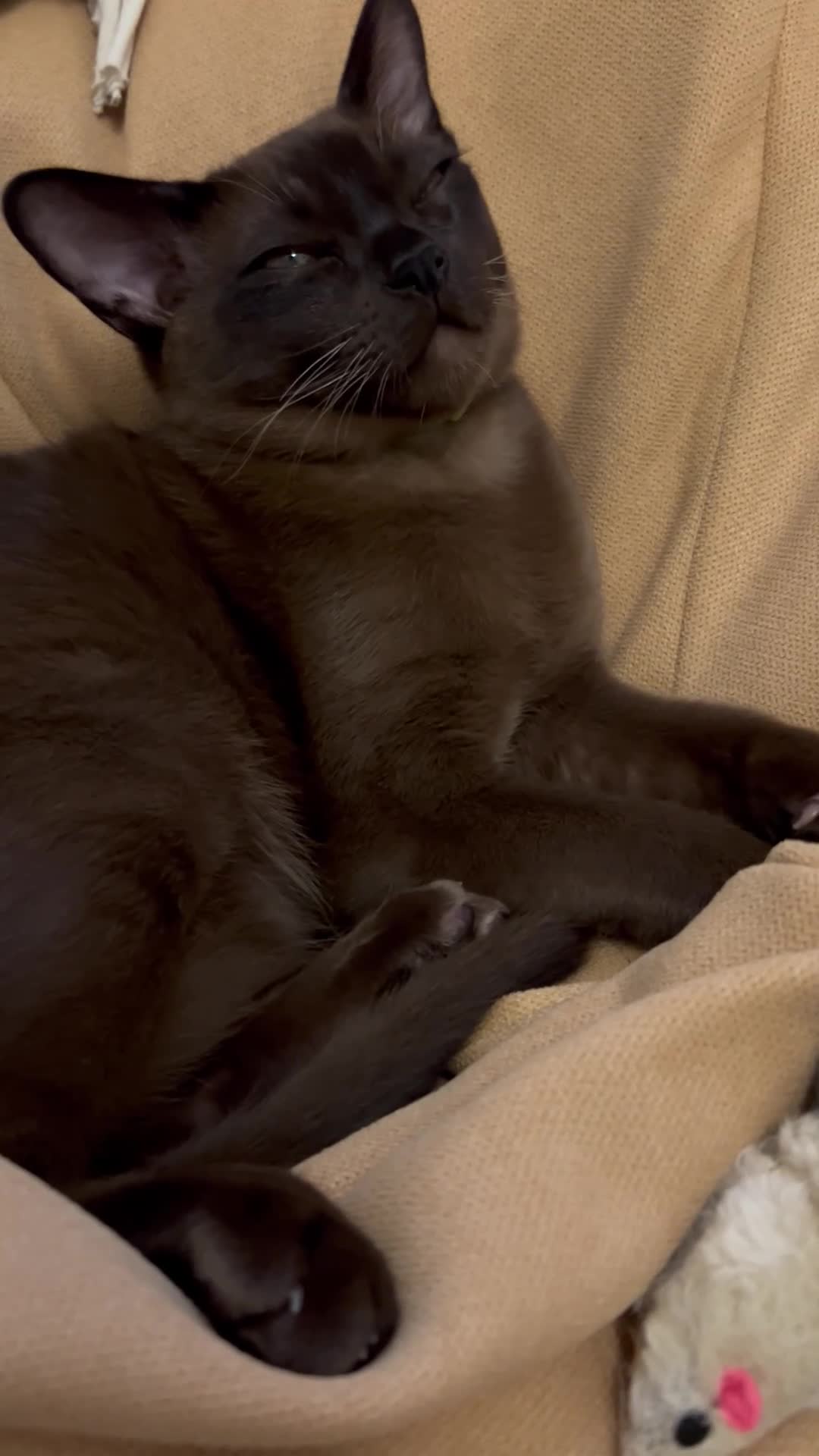 Burmese cats for sale: Beautiful Burmese boy - Video 1