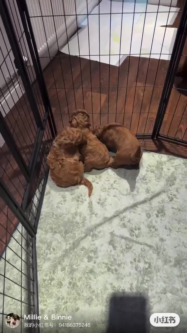 Poodle dogs for sale: Giant poodle  - Video 1