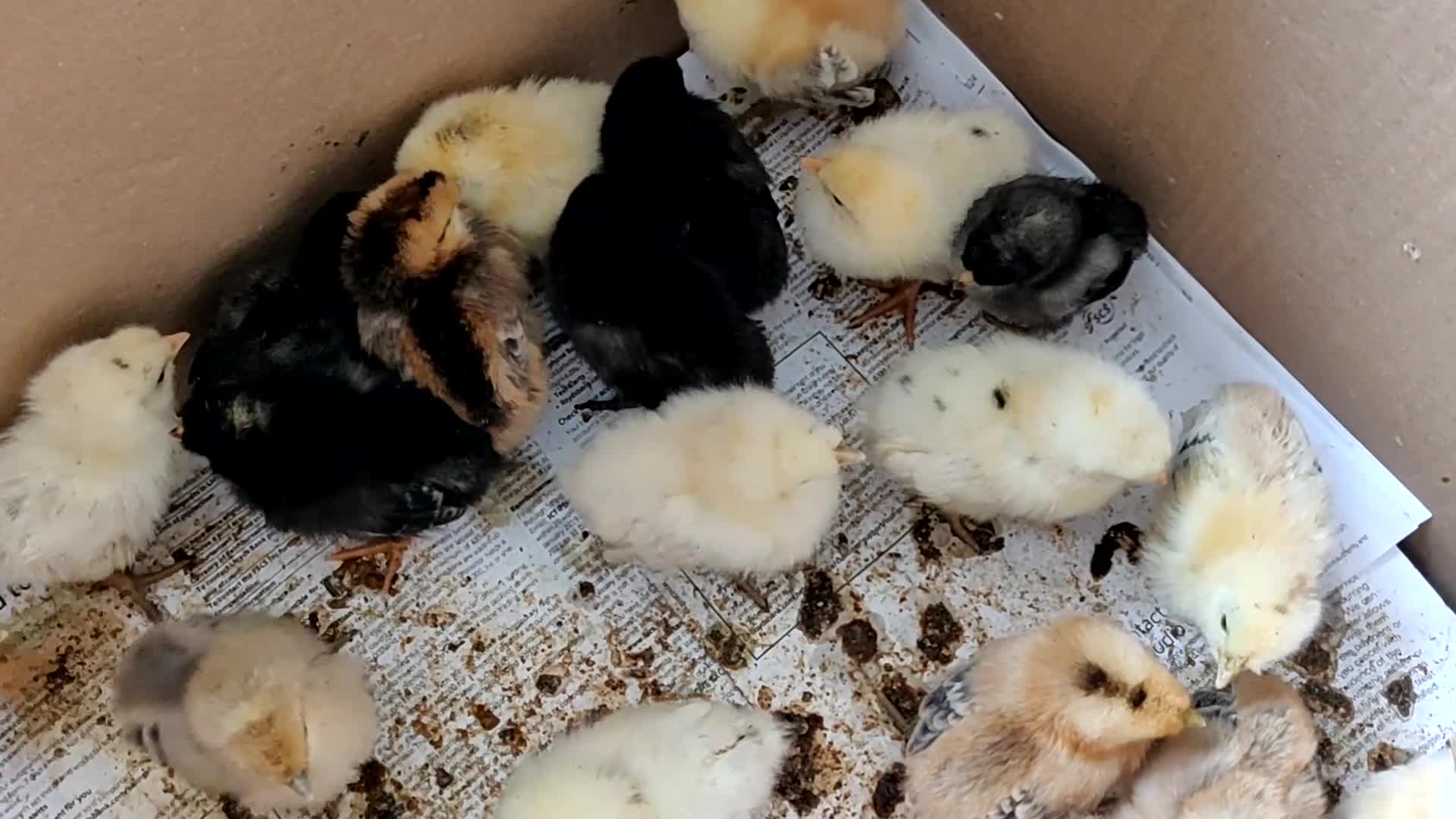 Chickens poultry for sale: Newborn baby chicks for sale in London  - Video 2