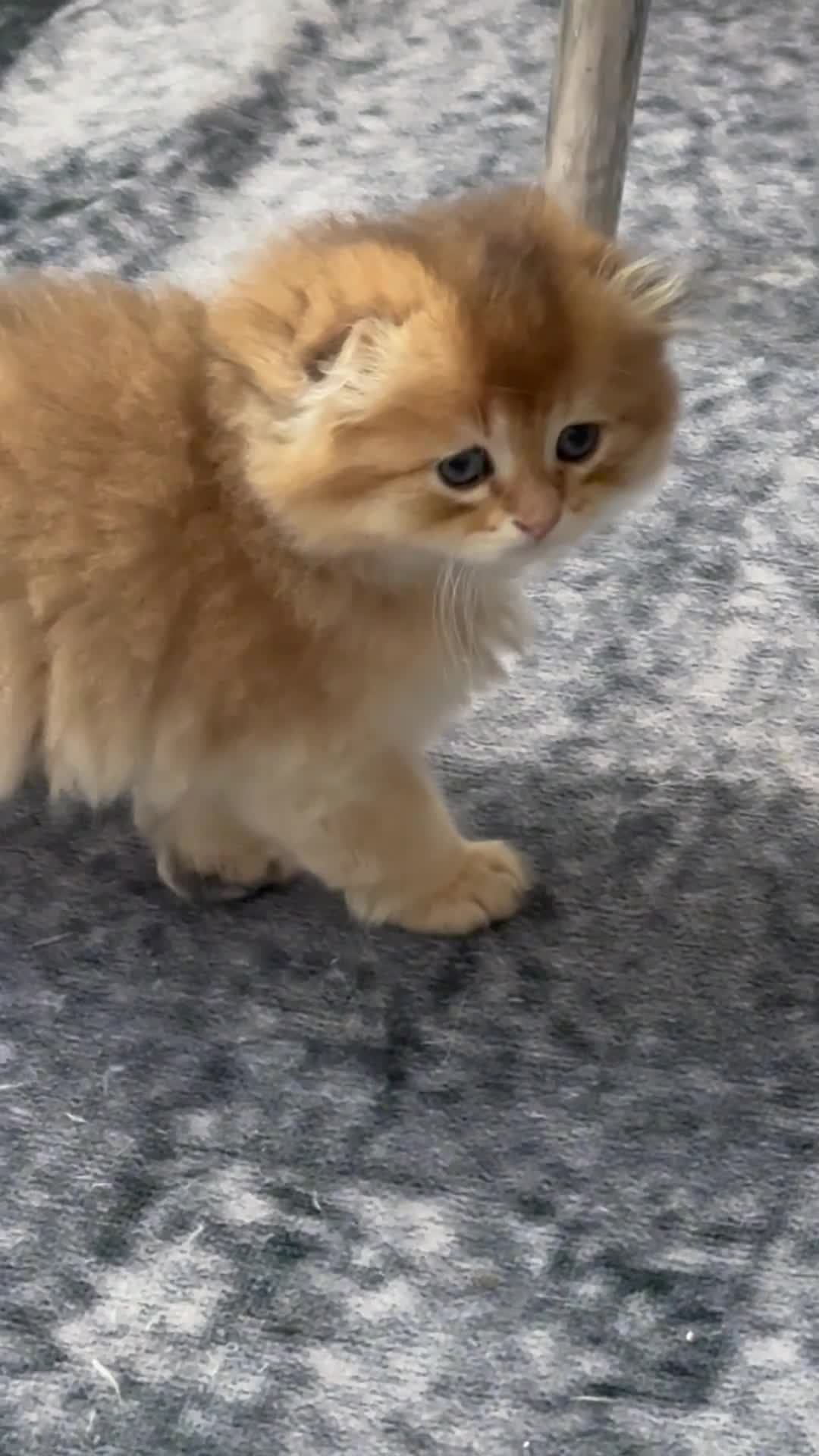 Scottish Fold cats for sale: Scottish pedigree golden kittens - Video 4