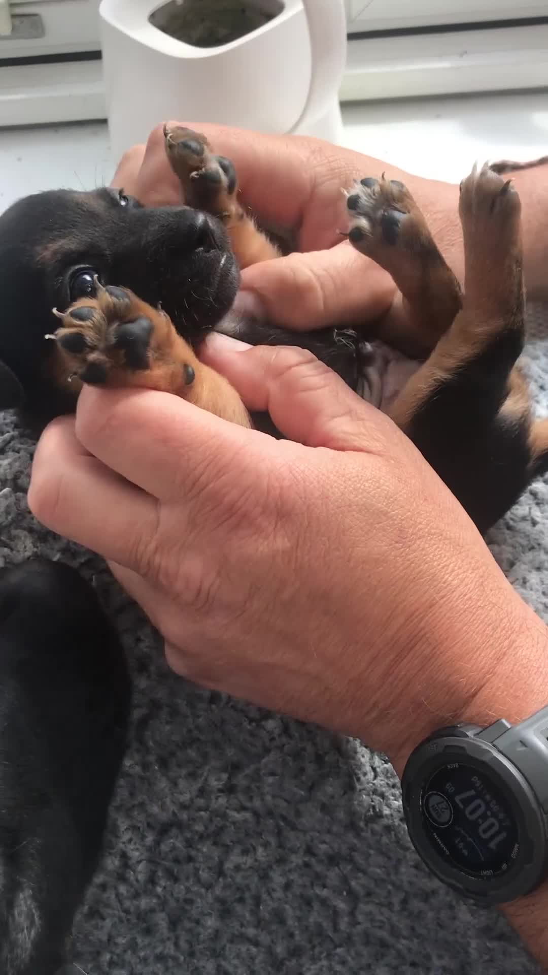 Jack Russell dogs for sale: Jack Russell Puppies Black and Tan  - Video 1