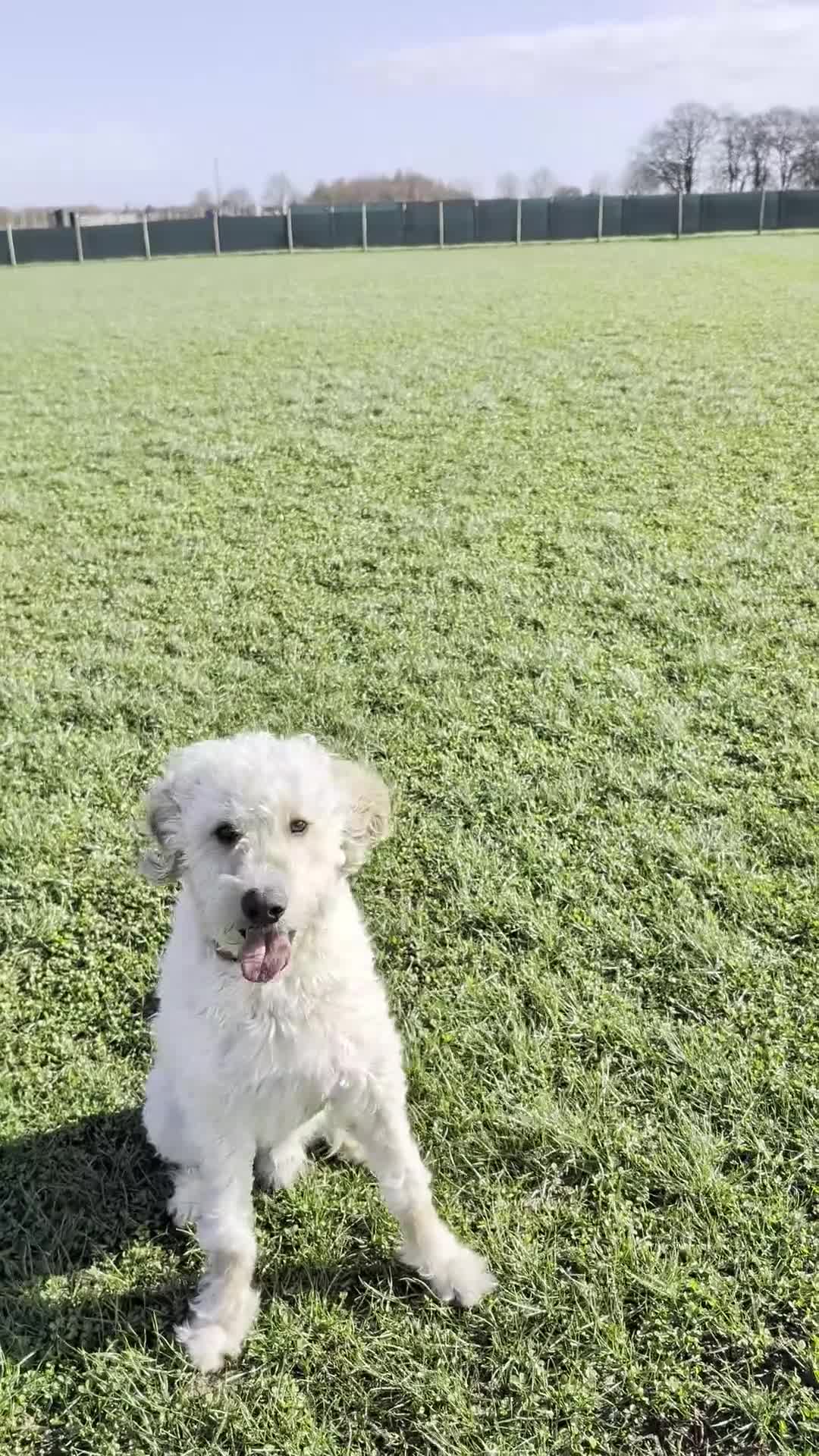 Goldendoodle dogs for sale: 1 Year old Male Goldendoodle  - Video 2