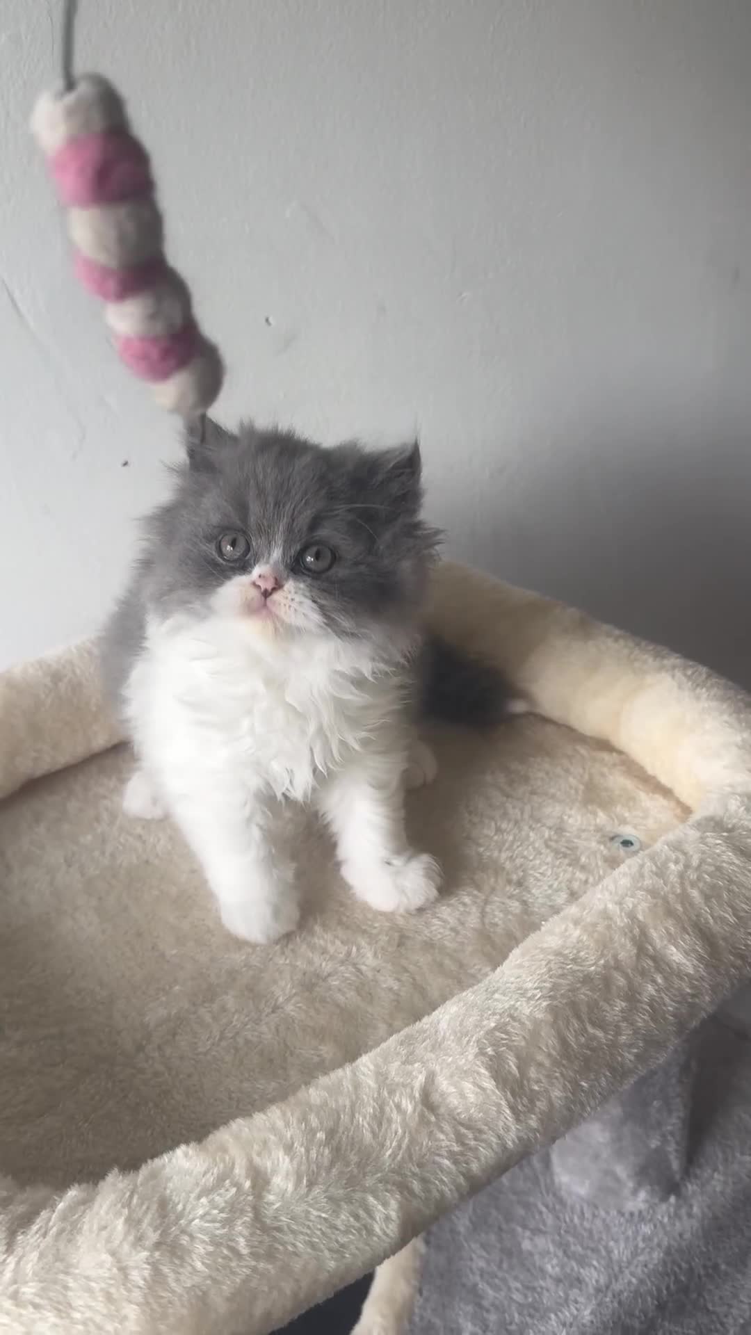 British Shorthair cats for sale: Gorgeous British shorthair and longhair💙💖🏆🏆 - Video 2