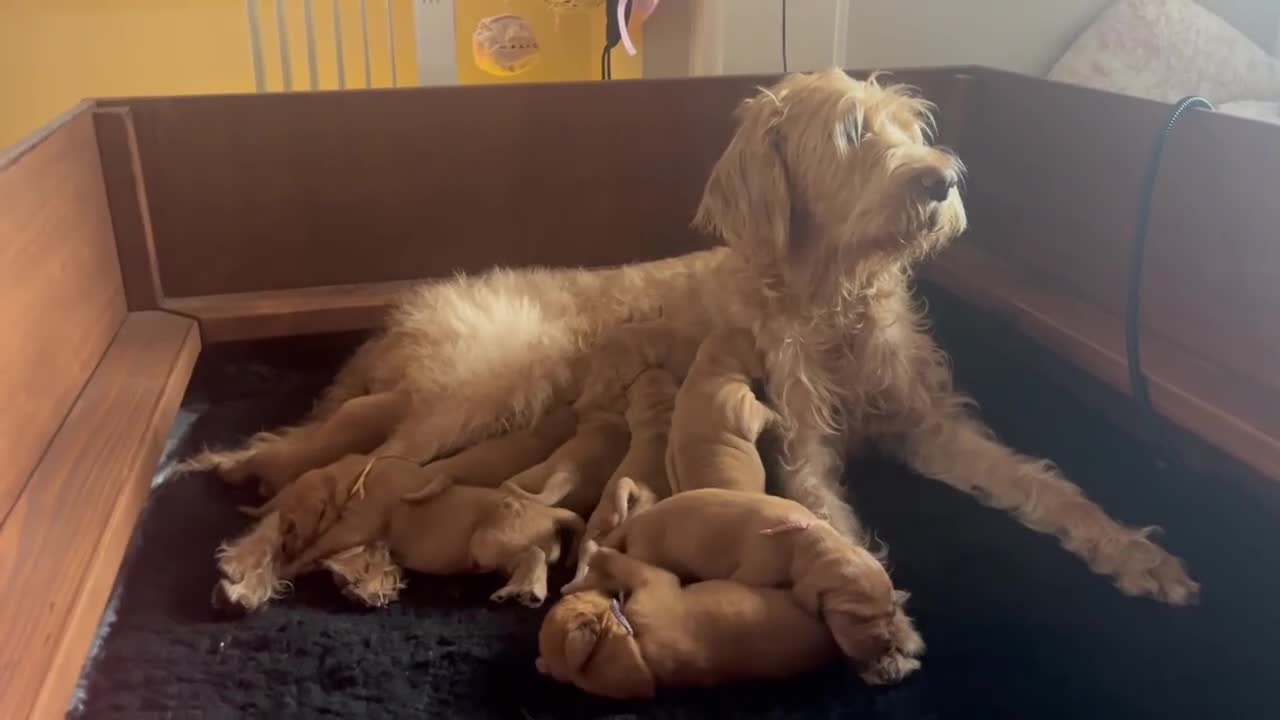 Hungarian Vizsla dogs for sale: Wirehaired Vizsla Puppies - Video 1