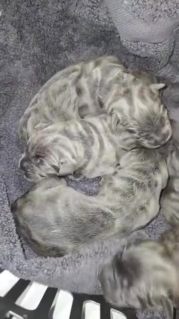 Cane Corso dogs for sale: Cane corso puppies  in Manchester - Video 2