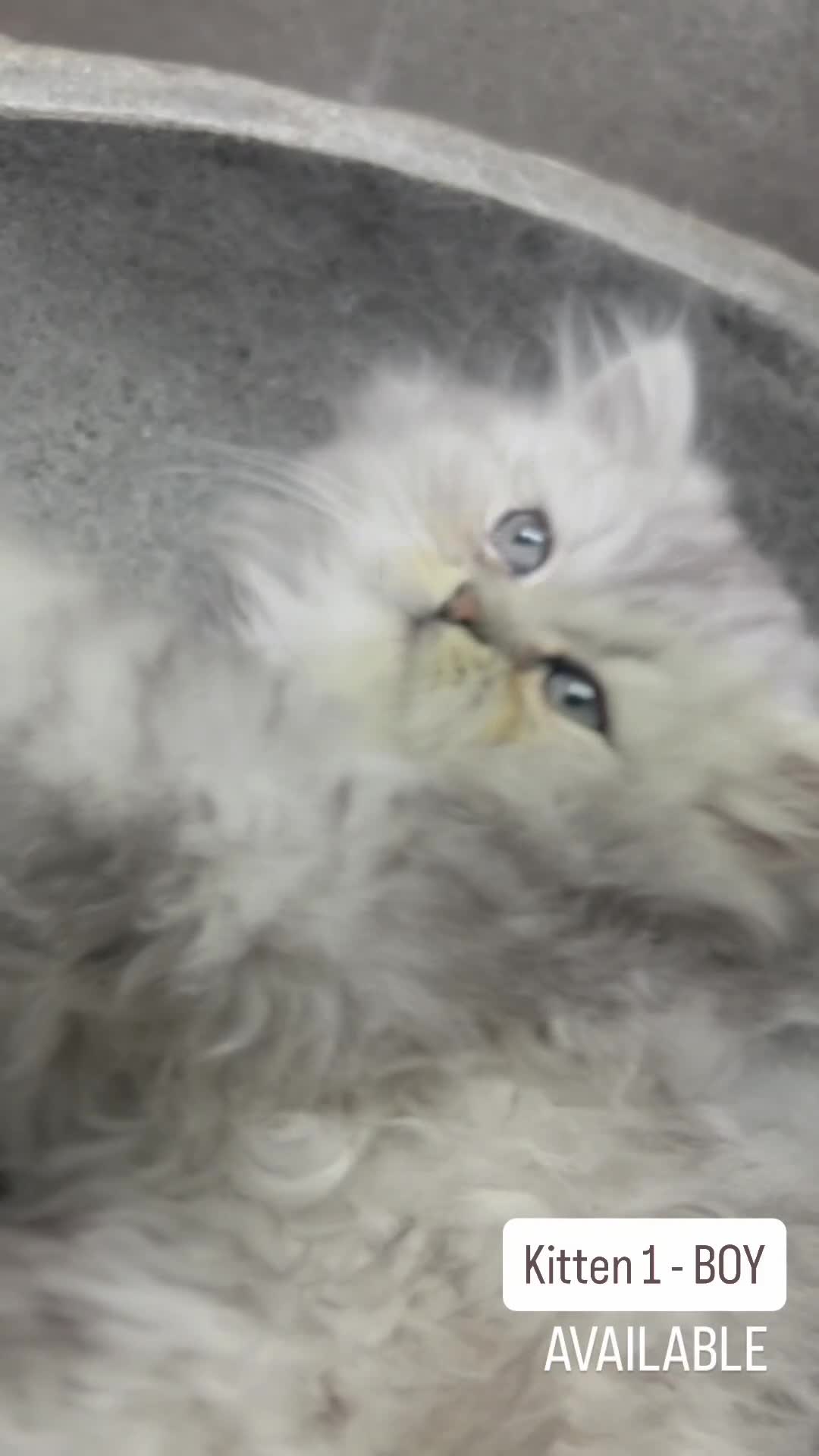 Persian cats for sale: 🎀4 BOYS LEFT!!🎀Persian Chinchilla Kittens 💎💎 - Video 5