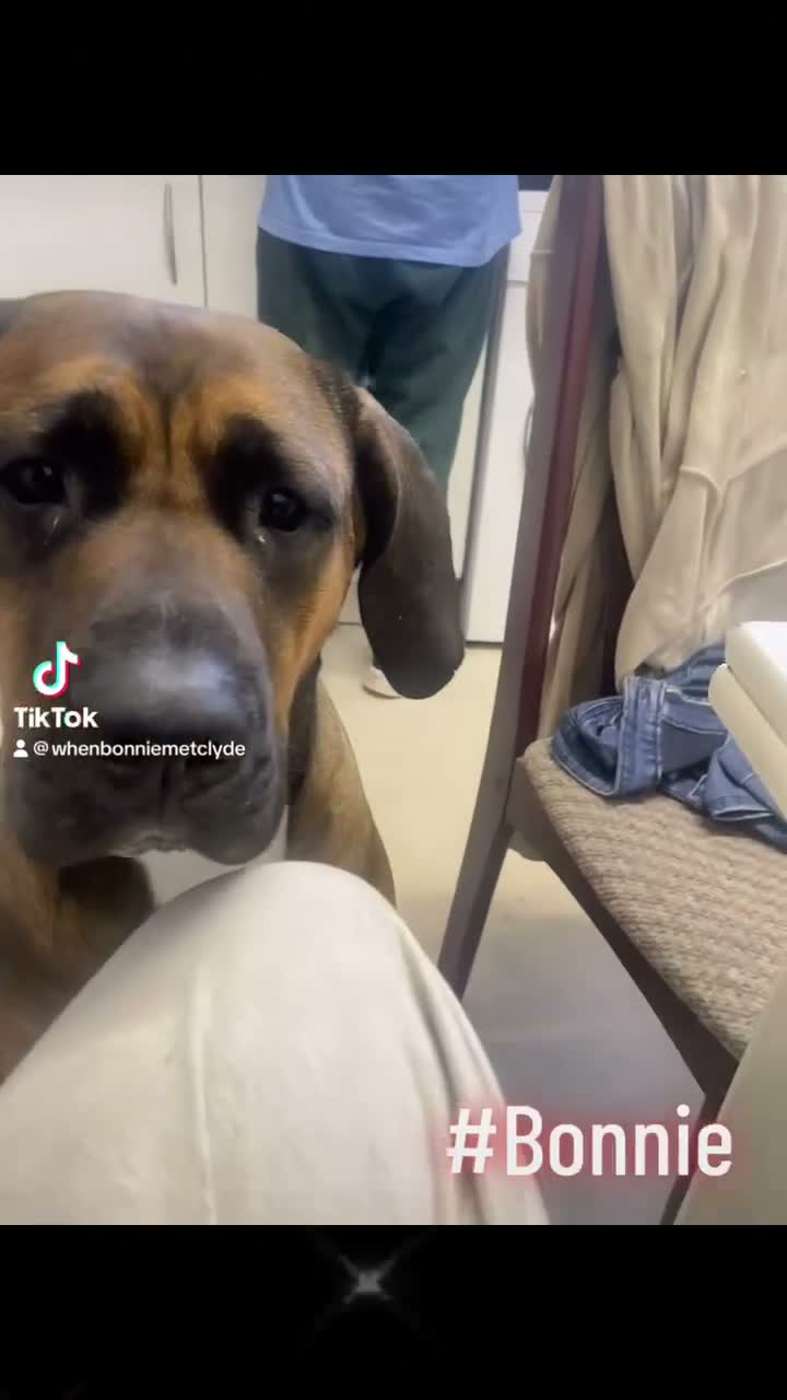 Presa Canario dogs for sale: Bonnie 4 yr old presa canario  in Llanelli - Video 3