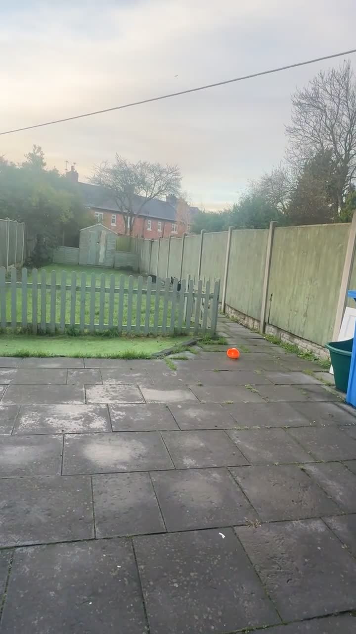 Mixed Breed dogs for sale: Doberman mixed breed male 3 months - Video 3