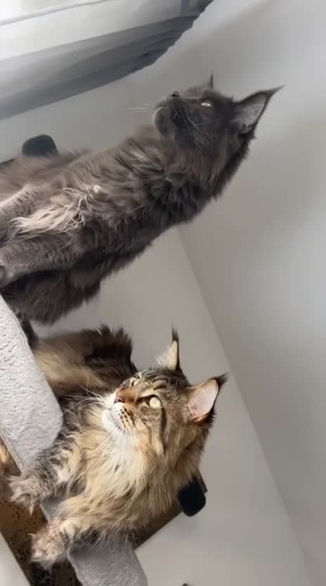 Maine Coon cats for sale: Maine coon x2 brothers  in Peterborough - Video 1