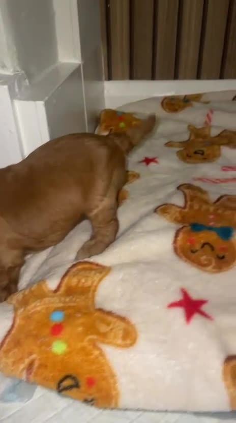 Cockapoo dogs for sale: 5 Stunning fox red Cockapoos (health tested) - Video 4