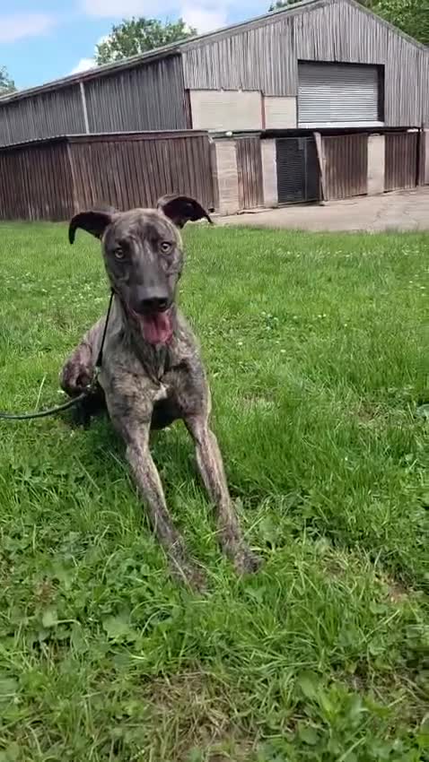 Lurcher dogs for sale: Stunning male Bull Lurcher needing a home! - Video 1