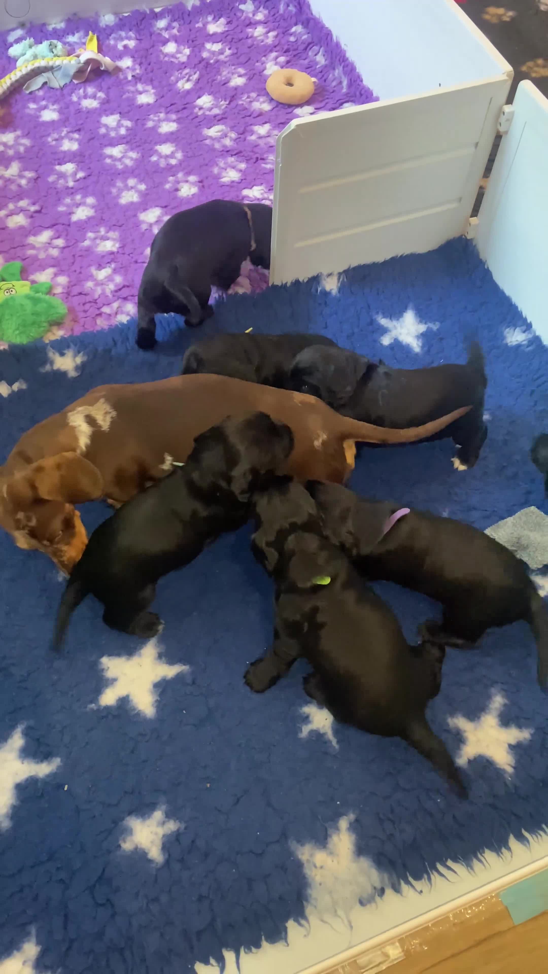 Cocker Spaniel dogs for sale: KC Working Cocker Spaniel Puppies - Video 2