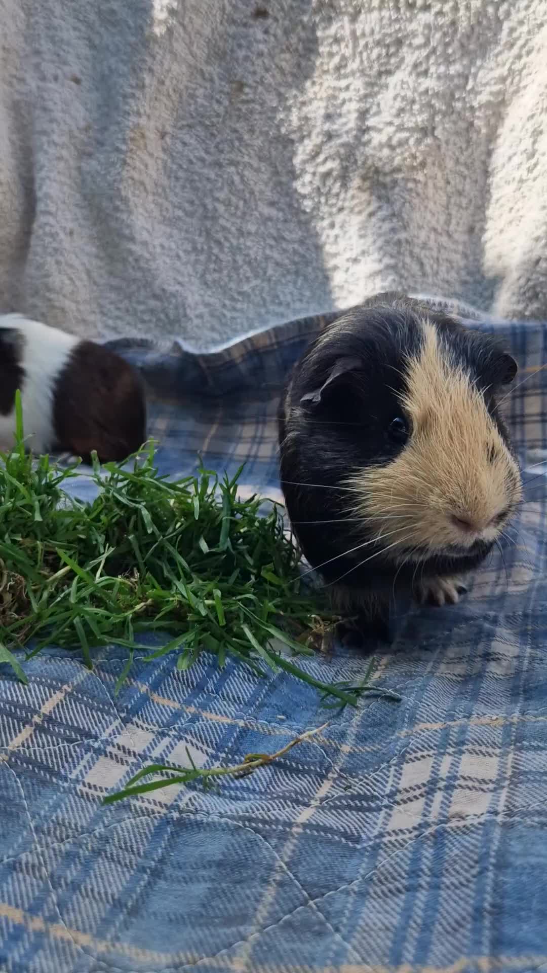 Guinea Pig rodents for sale: Handsome crested agouti shelte breed  - Video 2