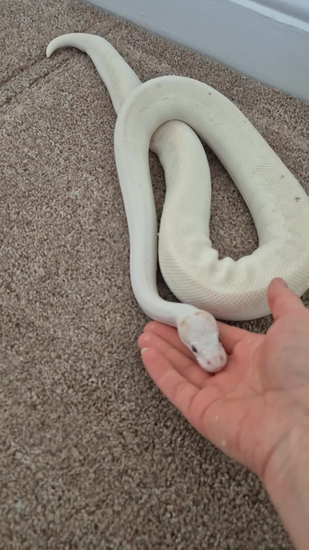 Python Snake reptiles for sale: Blue Eyed Leucistic (BEL) Python Ball in Stockport - Video 1