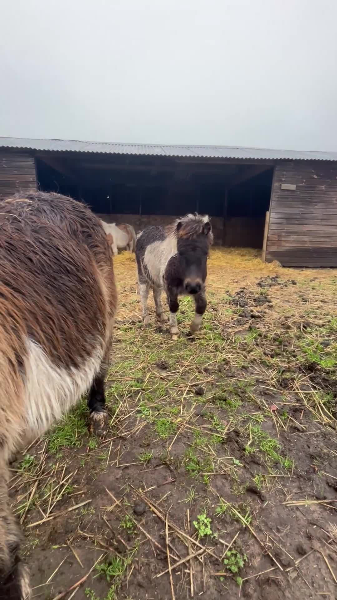 Shetland pony horses for sale: Miniature super Shetlands! - Video 2