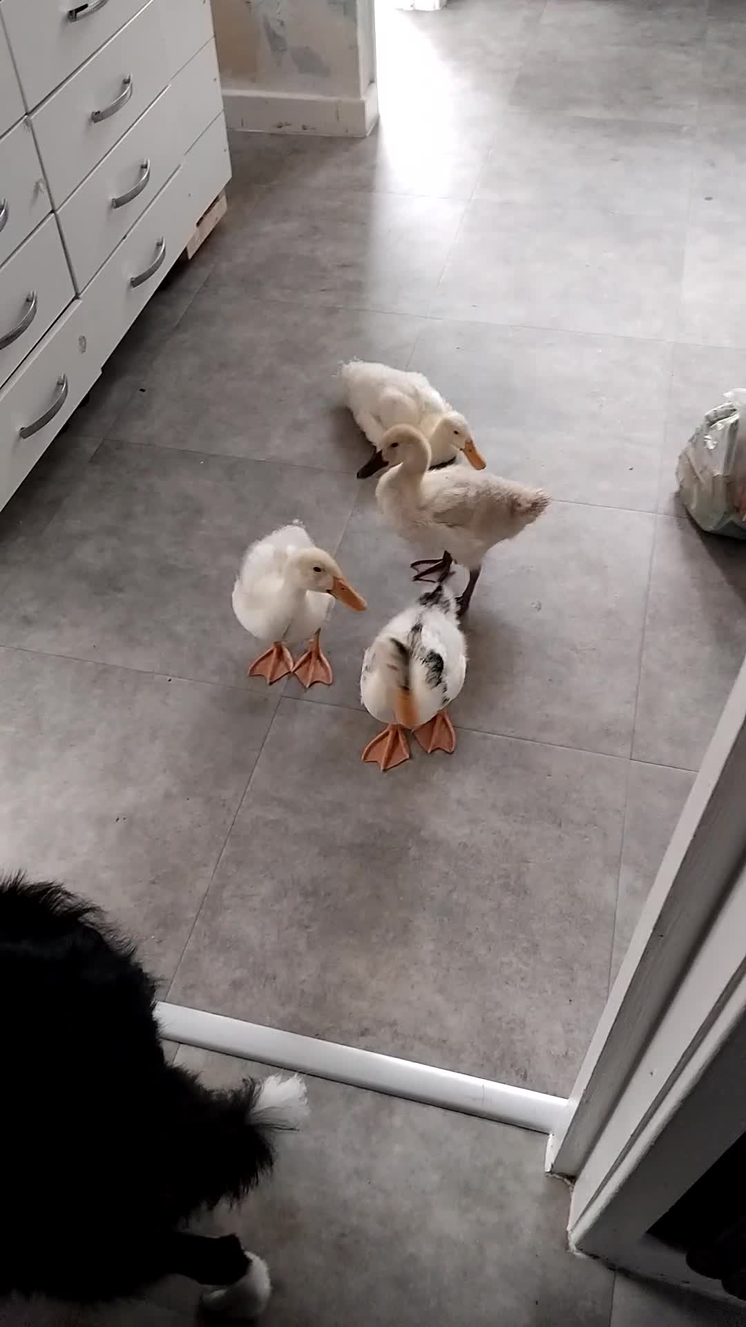 Ducks poultry for sale: 4x ducks - Video 2