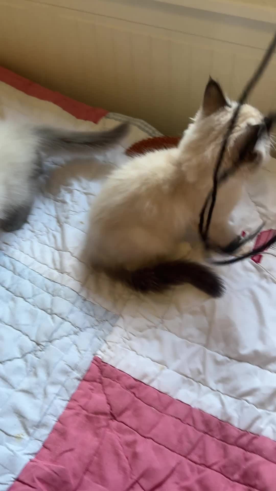 Ragdoll cats for sale: Adorable ragdoll kittens ready to go home  - Video 3