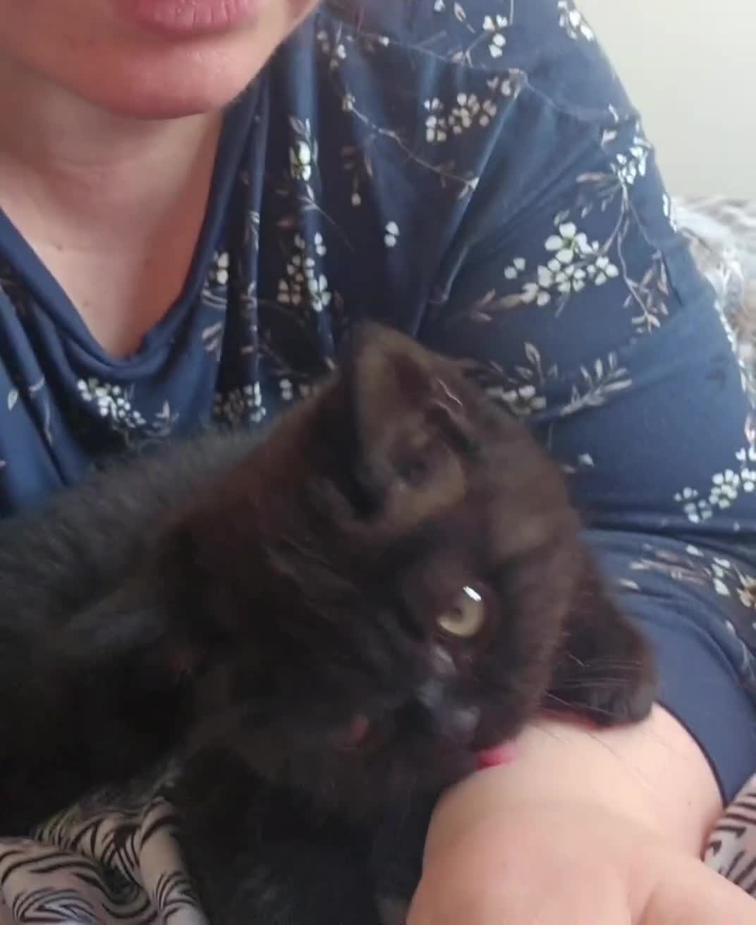 Persian cats for sale: Chunky Persian × British  - Video 2