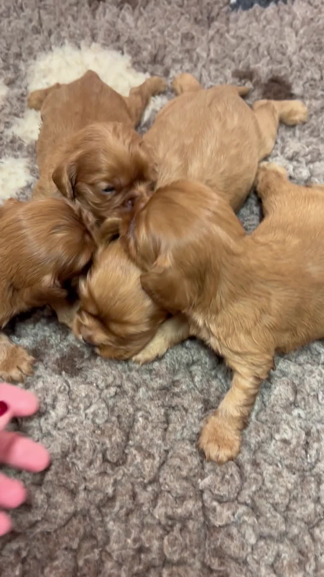 Cavalier King Charles Spaniel dogs for sale: Ruby cavalier King Charles 5*breeder - Video 1