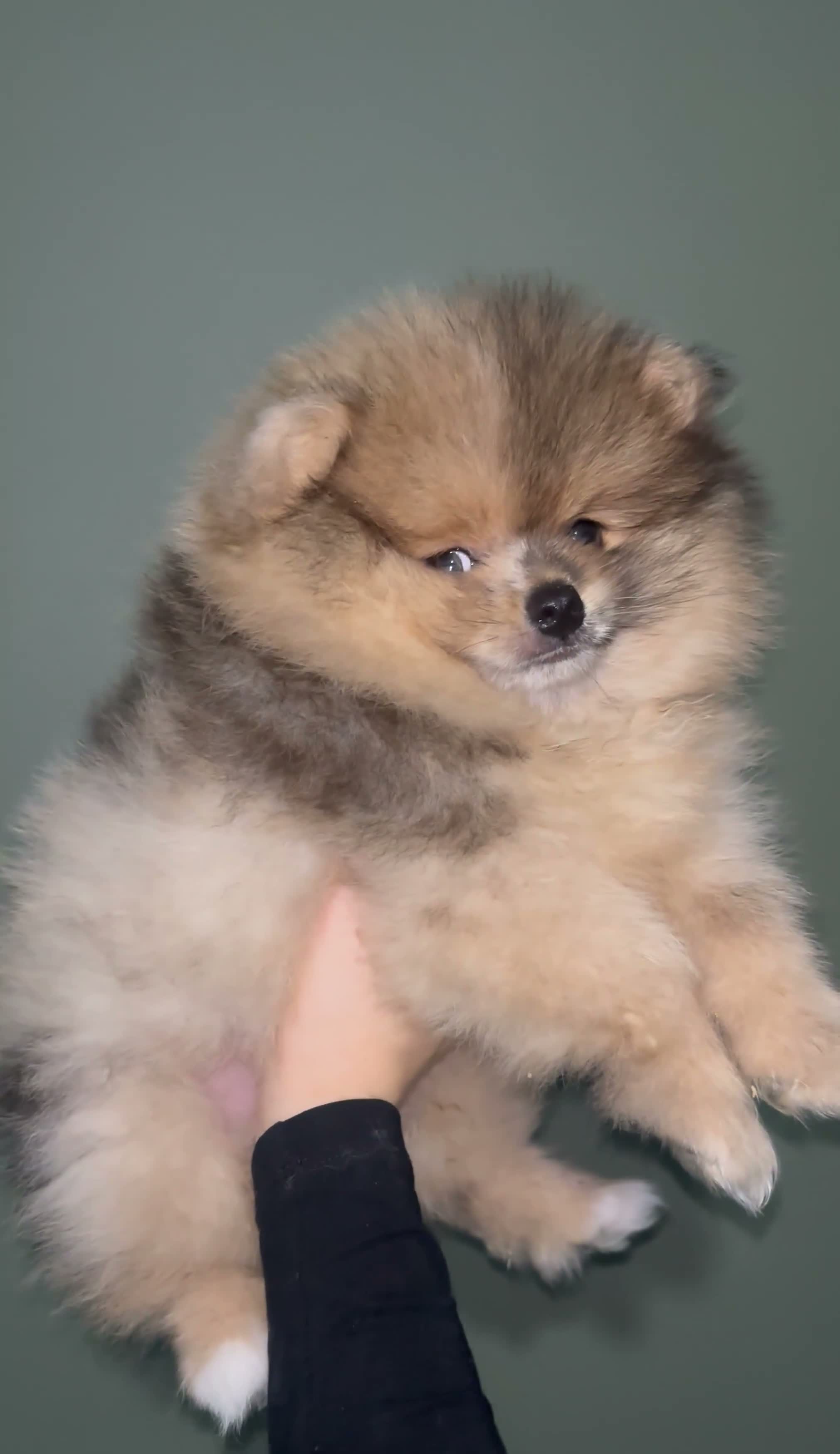 Pomeranian dogs for sale: Outstanding teddy sable Pomeranian - Video 1