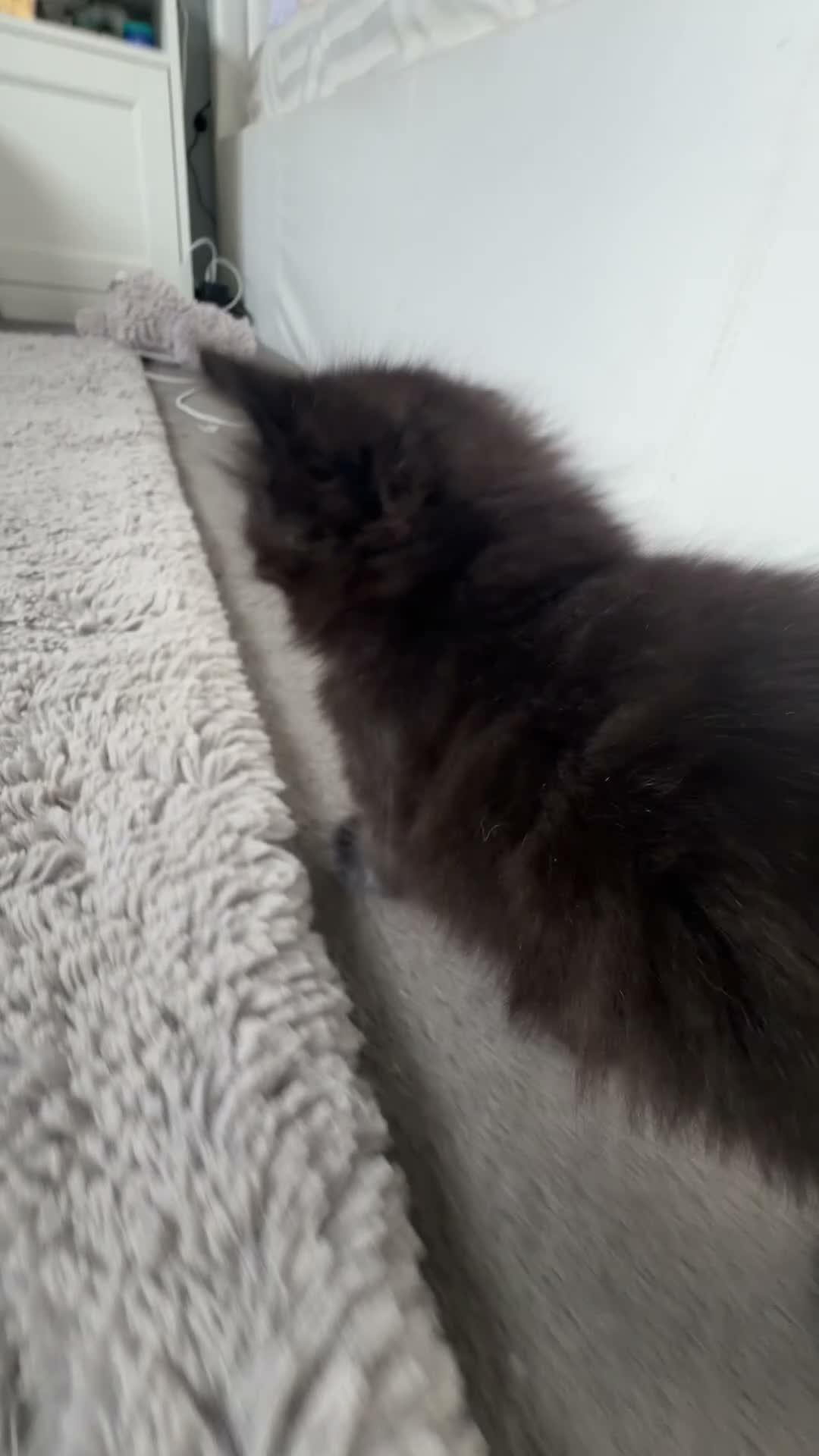 Mixed Breed cats for sale: Two black kittens ready for new home - Video 2