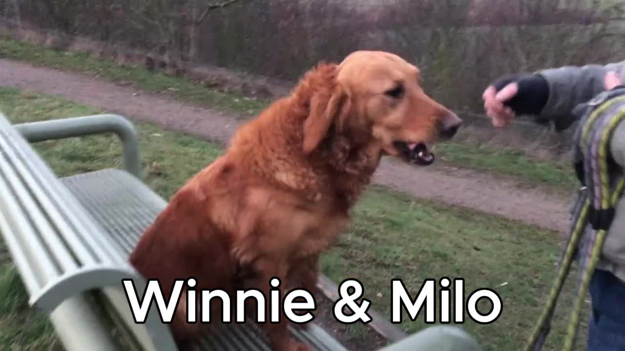 Goldendoodle dogs for sale: F1 Miniature Goldendoodle 100% DNA Health Tested - Video 5