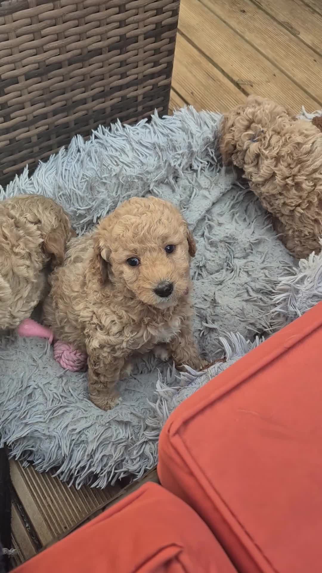Double Doodle dogs for sale: Double doodle puppies - Video 3
