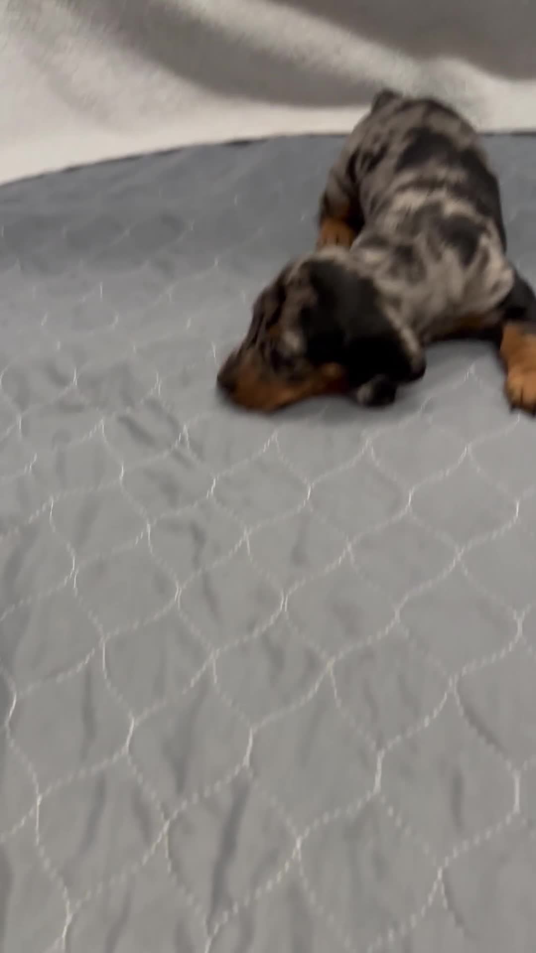 Dachshund dogs for sale: Miniature dashhound  - Video 1