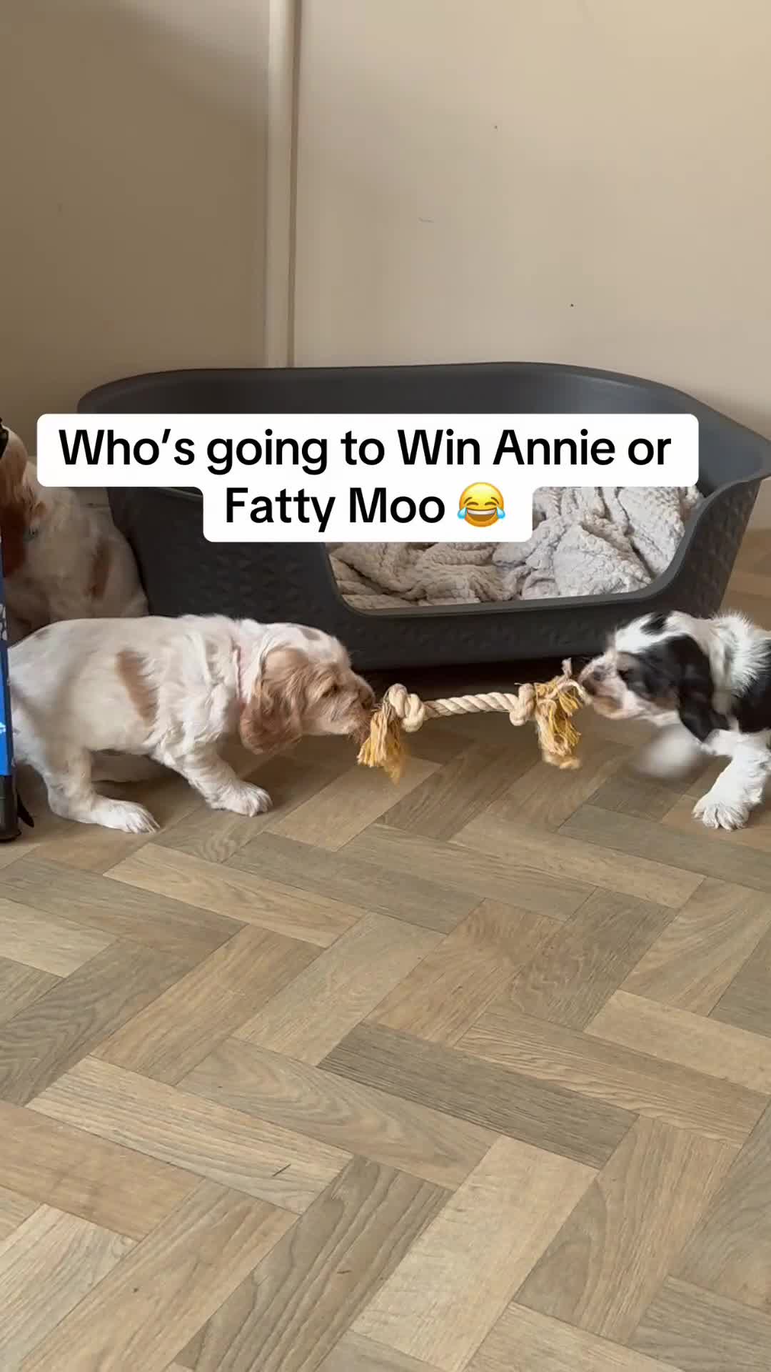 Cocker Spaniel dogs for sale: 🍋REAVAILABLE KC lemon roan show cocker - Video 2