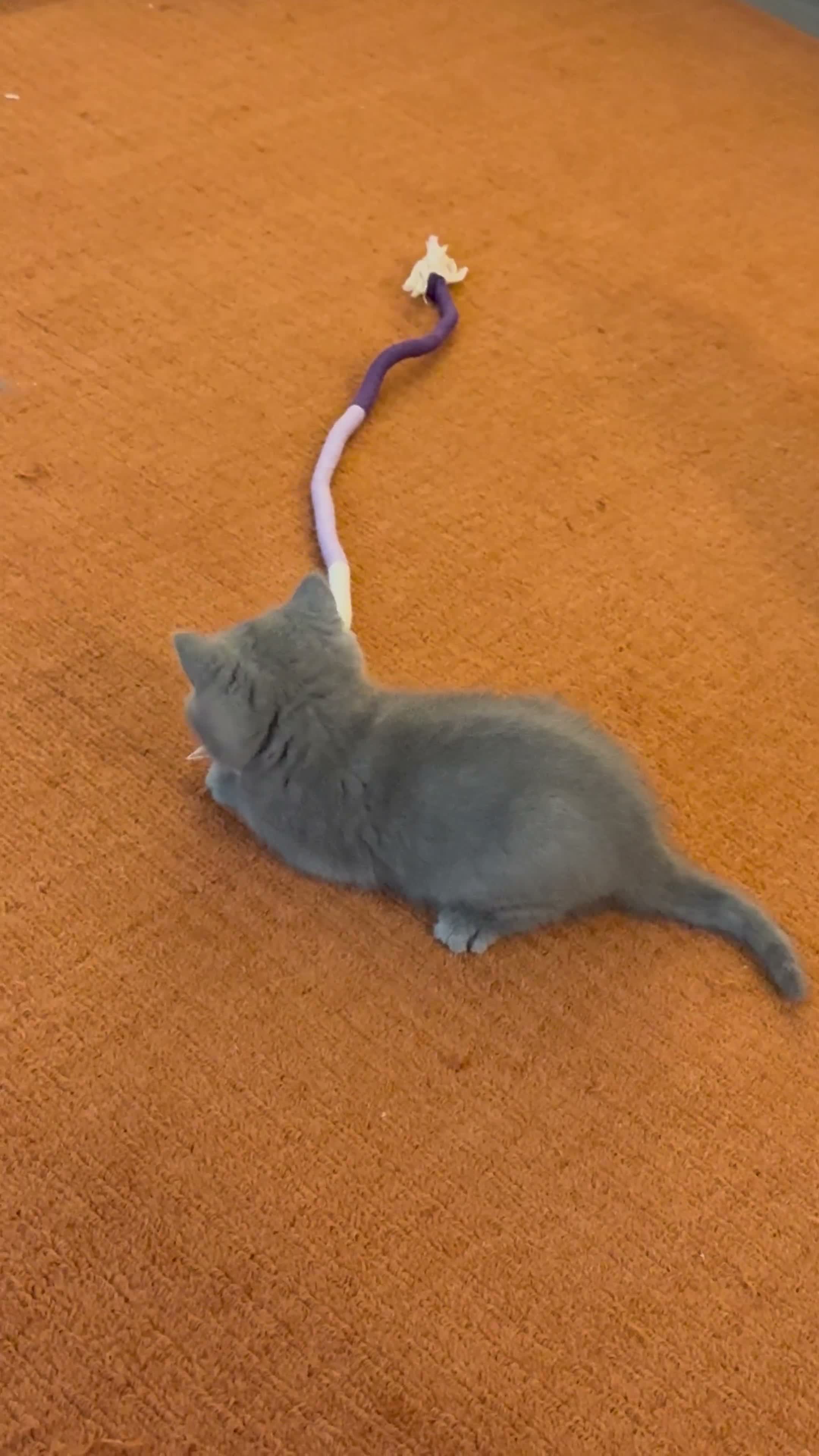 British Shorthair cats for sale: British Shorthair kittens open for reservations  - Video 2