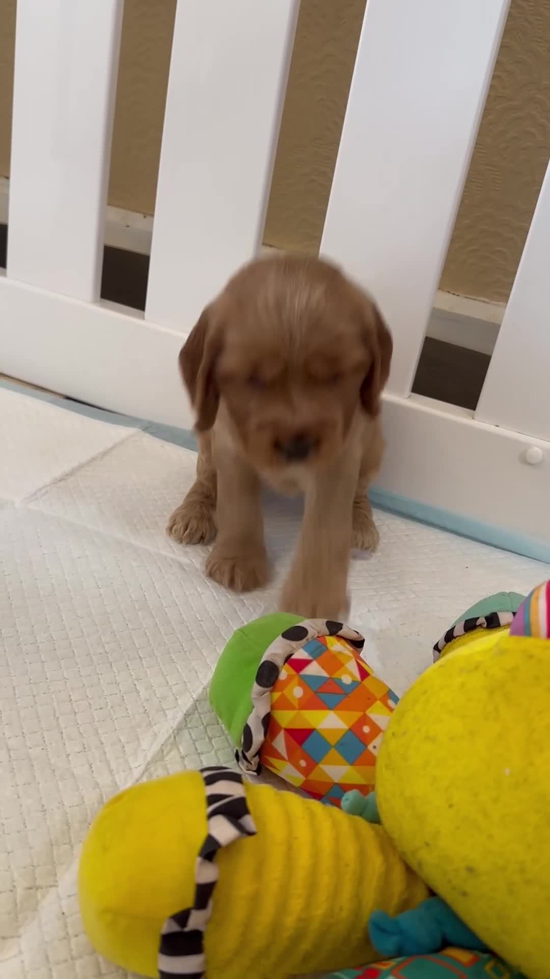 Cocker Spaniel dogs for sale: Rizi-Bizi bred Health tested Show cockers  - Video 1